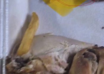 الأردن .. حشرات ومواد ملوثة وراء حالات تسمم جماعي في وجبات مطعم مشهور