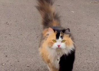 15 ألف دينار مكافأة لمن يعثر على القط “توم كروسي”