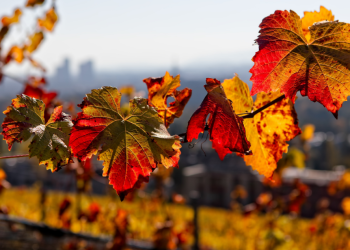 أجواء خريفية جميلة تسيطر على الاردن