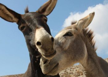 مسؤول مصري.. الحمار حيوان مسالم وذكي وصبور ويمتلك فوائد علاجية ونفسية