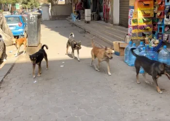 الكلاب الضالة تتجول بحرية في العاصمة عمّان والزرقاء وإربد والكرك والمفرق