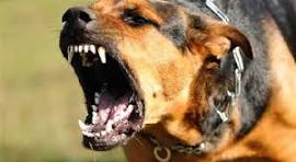 طفل ينجو بإعجوبة من هجوم كلاب ضالة في مأدبا