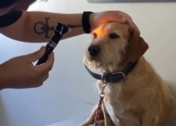 الكلب لويس خدع الجميع لكسب تعاطفهم وتظاهر بالعمى