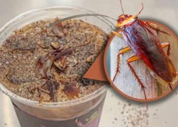 قهوة بالصراصير تجربة غريبة تخطف الأنظار في بكين