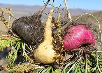 جذور الماكا ترفع الرغبة الجنسية بنسبة 42% وتخفّف أعراض سن اليأس بنسبة 74%!