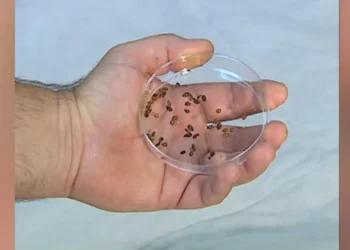 تخوّف مستمر من (البق) يعطّل دوام طلبة مدرسة أردنية