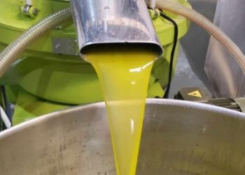 التنكة بـ 70 ديناراً.. هل يدخل الزيت السيناوي السوق الأردني؟