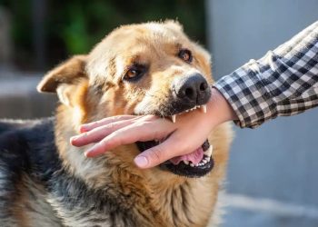 بقرار محكمة اردنية .. عضة الكلب بـ 600 دينار أردني