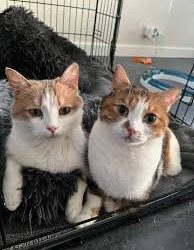 حضانة القطط .. محكمة تلزم الزوج بنفقة لرعاية القطتان بعد الطلاق