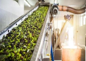 أصوات المعاصر تصرخ … لا تقتلوا موسم الزيتون الأردني بقرارٍ اقتصادي عابر