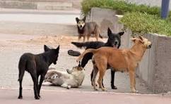 كلب يهاجم 5 اطفال ويصيبهم بجروح استدعت نقلهم الى المستشفى