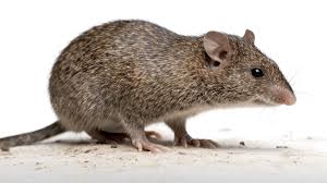 انتشار الفئران في مدرسة حكومية في مدينة السلط