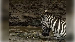 “النظرة الأخيرة” بينهما .. مواجهة بين حمارٍ وحشي وتمساح وسط صراع للبقاء